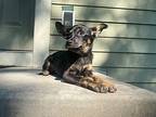 Isabelle, Terrier (unknown Type, Medium) For Adoption In Minneapolis, Minnesota