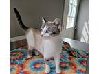 Cecie, Siamese For Adoption In Dickson, Tennessee