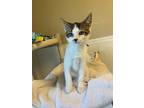 North, Domestic Shorthair For Adoption In Barron, Wisconsin