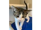 South, Domestic Shorthair For Adoption In Barron, Wisconsin