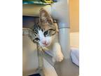 East, Domestic Shorthair For Adoption In Barron, Wisconsin