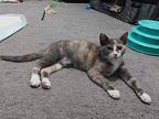 Selena, Domestic Shorthair For Adoption In Fremont, Nebraska