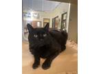 Hot Dish, Domestic Shorthair For Adoption In Rochester, Minnesota