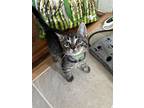 Mozart, Domestic Shorthair For Adoption In New York, New York
