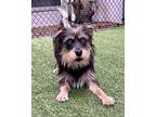 Suede, Terrier (unknown Type, Medium) For Adoption In Novato, California