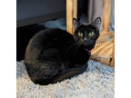 Daisy, Domestic Shorthair For Adoption In Madison, Wisconsin