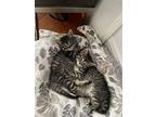 Lucy And Max, Domestic Shorthair For Adoption In New York, New York