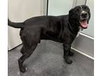 Loki, Labrador Retriever For Adoption In Glenville, New York