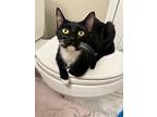 Giddy, Domestic Shorthair For Adoption In Candler, North Carolina