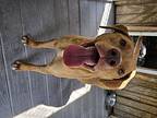 Butch, Labrador Retriever For Adoption In Collegeville, Pennsylvania