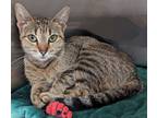 Kassi, Domestic Shorthair For Adoption In The Colony, Texas