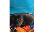 Coal, Domestic Longhair For Adoption In Defiance, Ohio