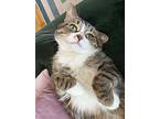 Kitty Papa, Domestic Shorthair For Adoption In Toronto, Ontario