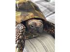 Cooper, Tortoise For Adoption In Uwchlan, Pennsylvania
