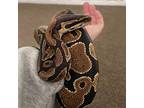 Lilly, Snake For Adoption In Uwchlan, Pennsylvania