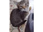 Tater, Domestic Shorthair For Adoption In Eau Claire, Wisconsin