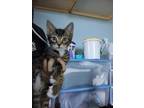Dinger, Domestic Shorthair For Adoption In Eau Claire, Wisconsin