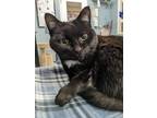 Shimmy, Domestic Shorthair For Adoption In Eau Claire, Wisconsin
