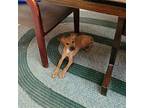 Rome, Terrier (unknown Type, Medium) For Adoption In Fairlawn, Ohio