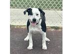 Rizzo, American Staffordshire Terrier For Adoption In Edmonton, Alberta