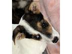 Twinkle Lonestar, Terrier (unknown Type, Medium) For Adoption In Rockaway
