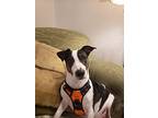 Max, Bull Terrier For Adoption In Ocean Ridge, Florida
