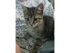 Brio, Domestic Shorthair For Adoption In South Bend, Indiana