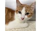 Peaches, Domestic Shorthair For Adoption In Oakland, California