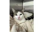 Saturn, Domestic Shorthair For Adoption In Oakland, California