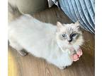 Olivia, Ragdoll For Adoption In San Francisco, California