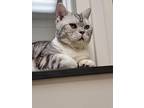 Lil Tiger, American Shorthair For Adoption In San Francisco, California