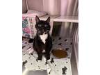 Derrick, Domestic Shorthair For Adoption In Baltimore, Maryland