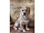 Koda, Jack Russell Terrier For Adoption In Wausau, Wisconsin