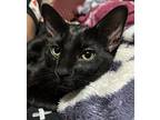 Benny From The Jets, Domestic Shorthair For Adoption In Frisco, Texas