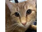 Red, Domestic Shorthair For Adoption In Des Moines, Iowa