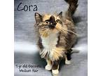 Cora, Domestic Mediumhair For Adoption In Nicholasville, Kentucky