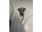 Jackie, Terrier (unknown Type, Medium) For Adoption In Des Moines, Iowa
