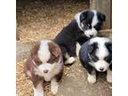 Australian Shepherd Puppy for sale in Brookings, OR, USA