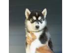 Siberian Husky Puppy for sale in Salem, OR, USA