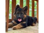 German Shepherd Dog Puppy for sale in Yatesville, GA, USA