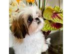 Shih Tzu AKC Noel