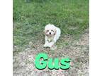 Gus