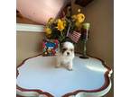 Shih Tzu Puppy for sale in Troy, MI, USA