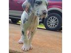 Great Dane Puppy for sale in Cumming, GA, USA