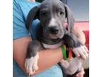 Great Dane Puppy for sale in Cumming, GA, USA