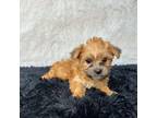 Yorkshire Terrier Puppy for sale in Lindenwold, NJ, USA