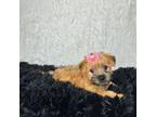 Mutt Puppy for sale in Lindenwold, NJ, USA