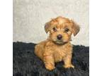 Yorkshire Terrier Puppy for sale in Lindenwold, NJ, USA