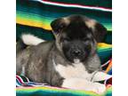 Akita Puppy for sale in Blythe, CA, USA