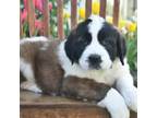 Saint Bernard Puppy for sale in Bear, DE, USA